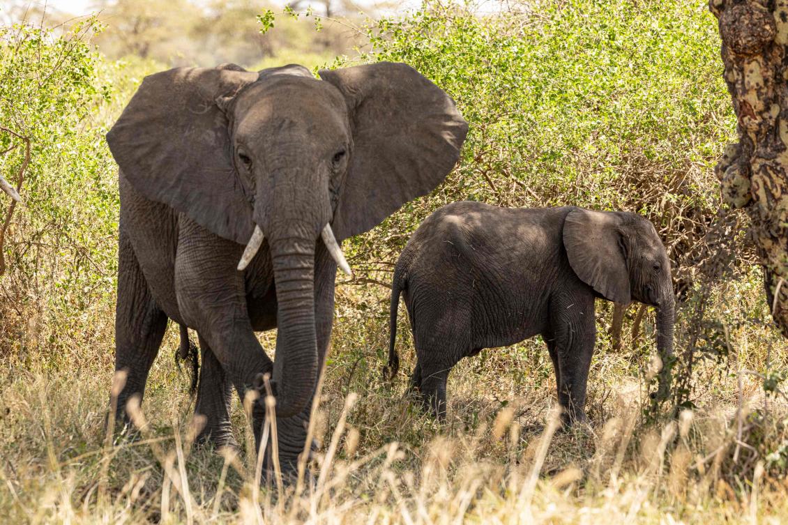 ‘How many will die?’: the mysterious ailment killing Kenyan elephants
