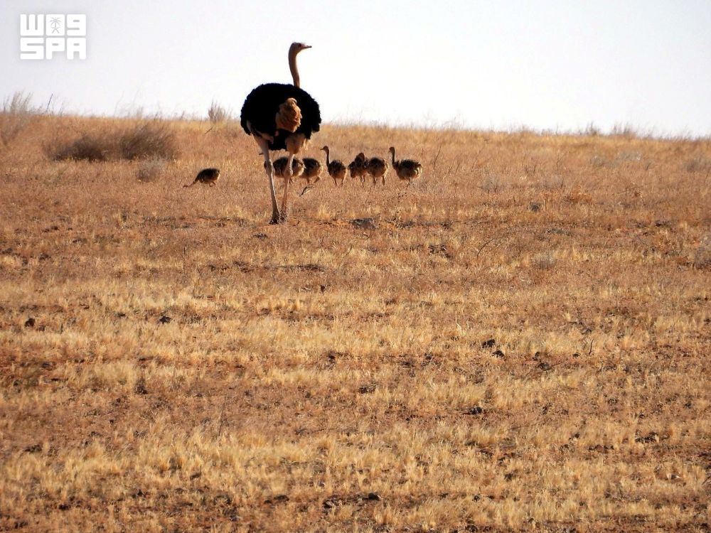 The hatchings reflect efforts to boost the population of a species that has historically inhabited the reserve. (SPA)