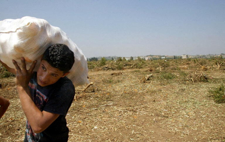 UN says only 3% of Gaza cropland accessible and undamaged