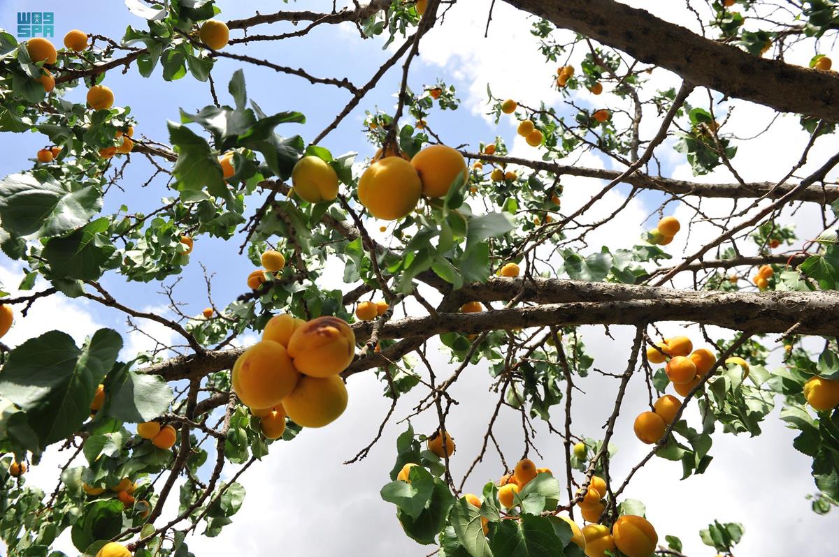 Taif’s orchards bring seasonal color to its agricultural terraces, valleys and highlands, producing almonds, peaches, apricots, pomegranates, grapes, mountain figs and prickly pears. (SPA)