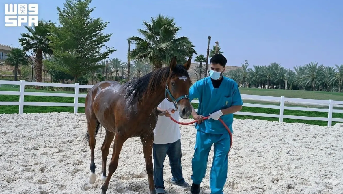 Earlier this year, the World Organisation for Animal Health declared the Kingdom free from equine viral arteritis. (SPA)