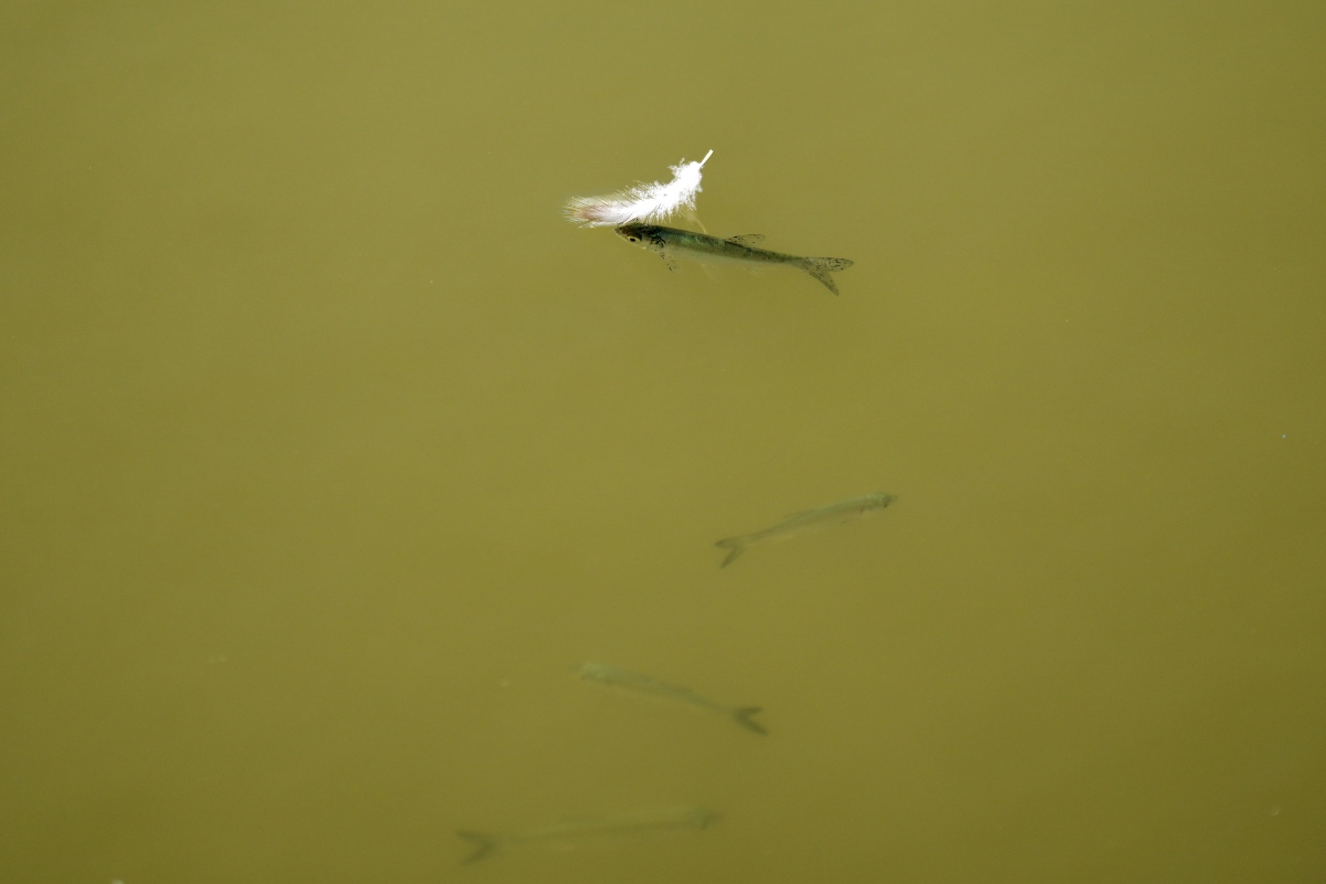 Europe’s summer drought threatens fish in rivers, lakes and farms