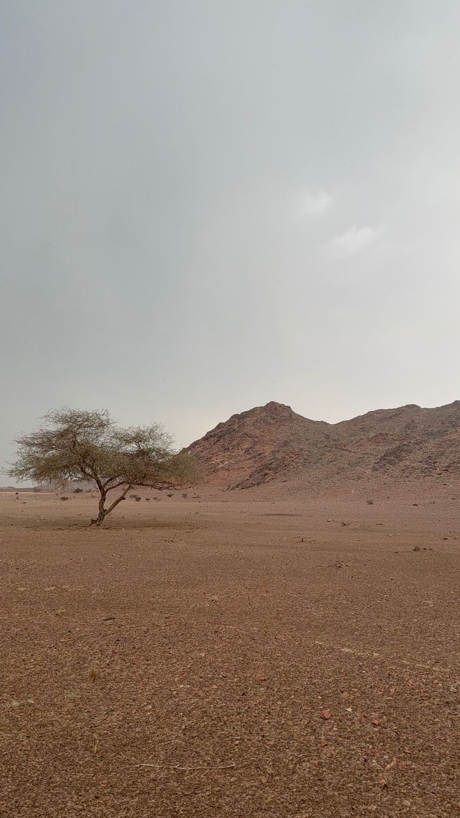 Rain transforms Madinah desert into flowing waterways