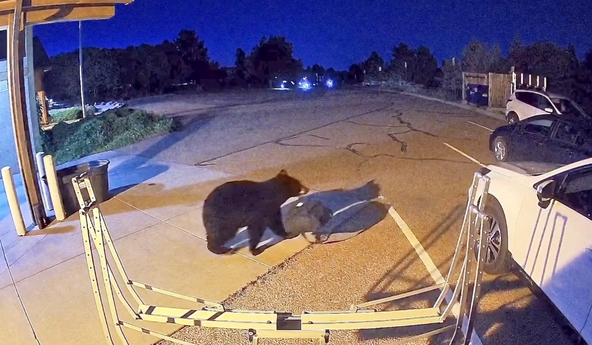Hungry bears wander into US West homes, shops in record numbers
