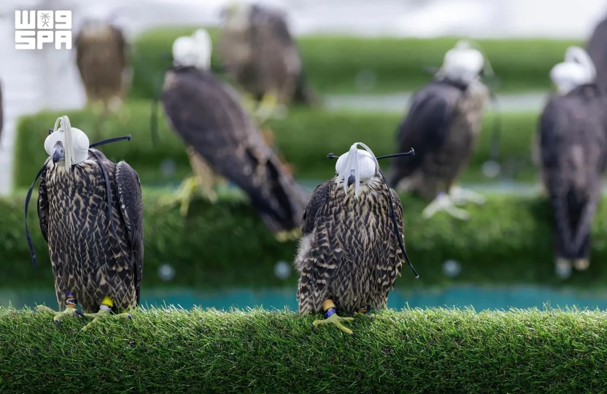 International Falcon Breeders Auction, organized by the National Center for Falcons, will run from Aug. 5- 25 at its headquarters in Malham, north of Riyadh. (SPA)