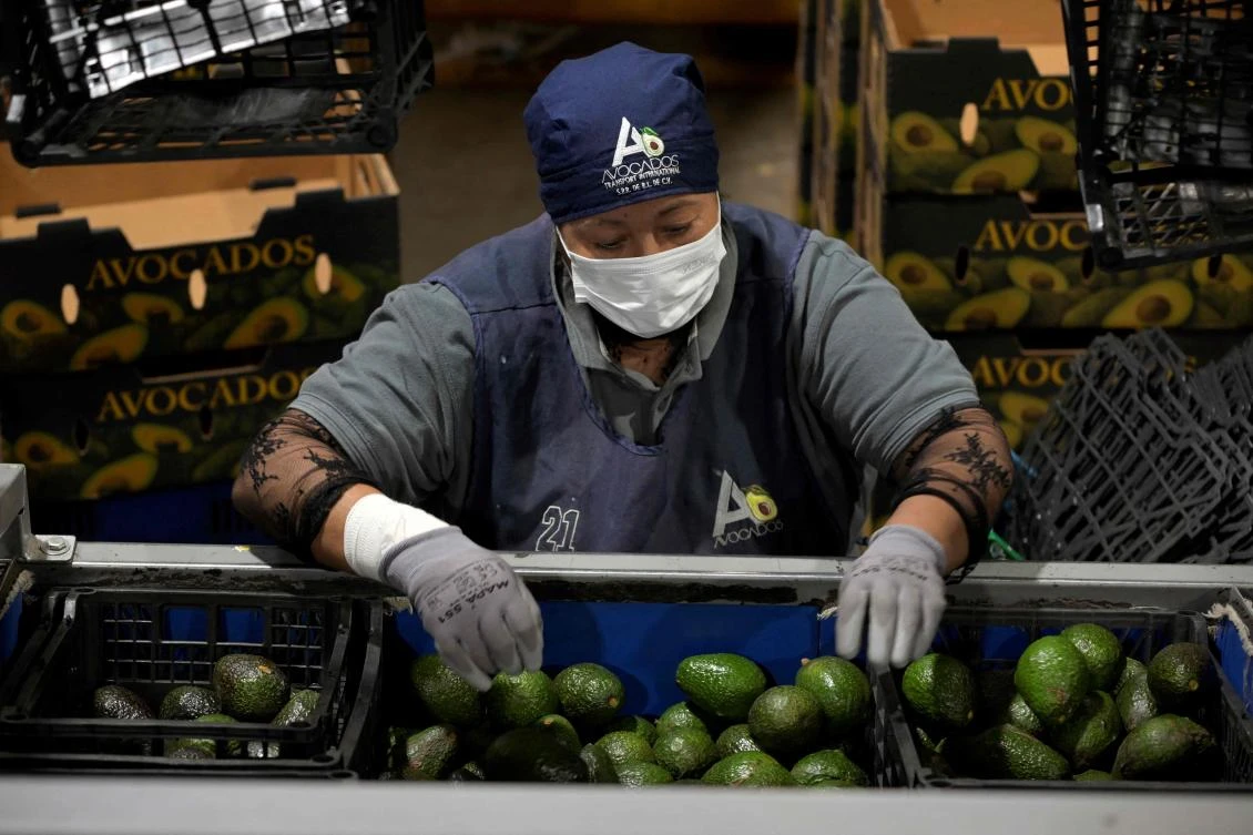 A worker sorts avocados at an avocado packing plant in the municipality of Ario de Rosales, Michoacan, Mexico, Apr. 17, 2026. (AFP / File)