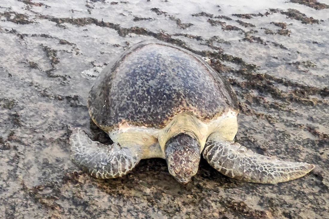 Endangered whales, turtles at risk as Oman oil spill reaches coast