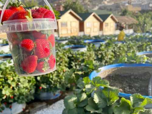 Strawberry Farm