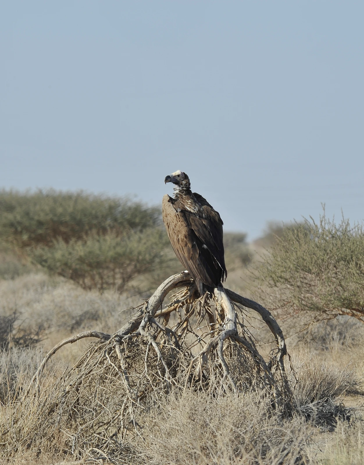 audi Arabia’s first national protocol for vulture feeding stations sets the rules for siting them and screening every carcass for poisons. (Supplied)