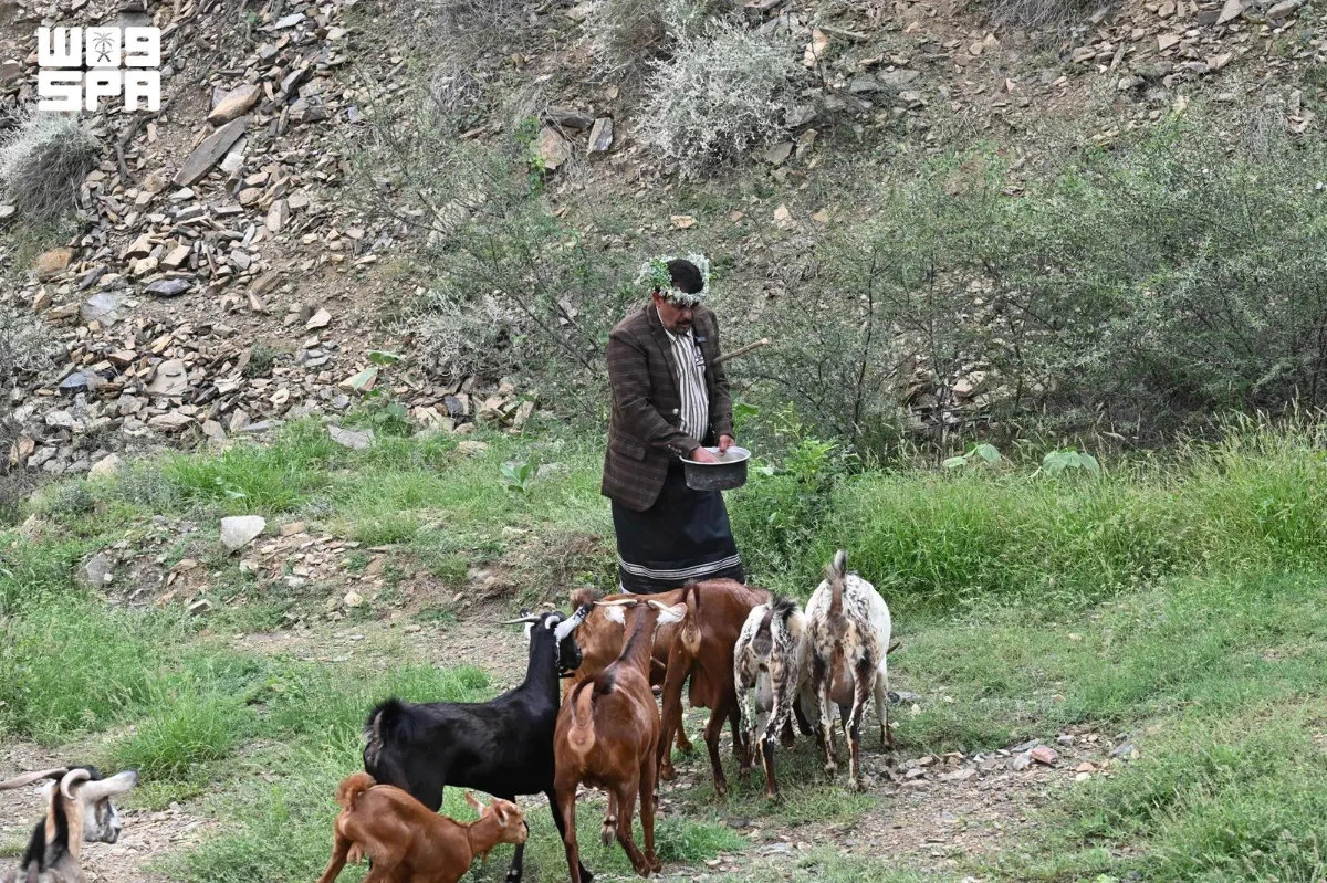 In the rocky gorges of Balghazi within Jazan’s governorate of Al-Aidabi, folk heritage advocate Mohammed Al-Ghazwani continues to practice and document the ancient oral tradition known locally as “tarwi’at al-ra’i” to guide cattle. (SPA)