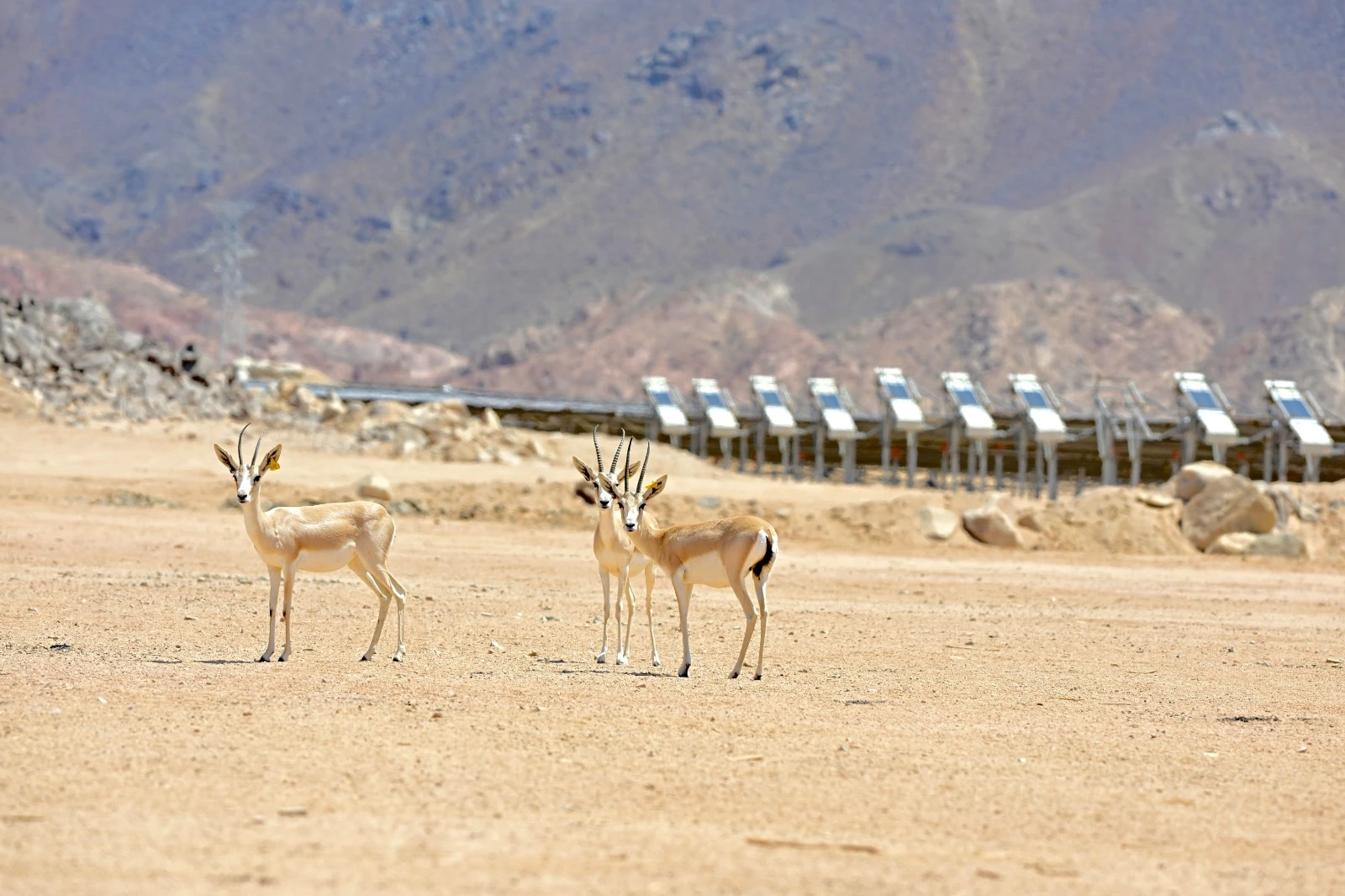 Saudi Solar Park becomes a breeding ground for yhreatened wildlife in global first.