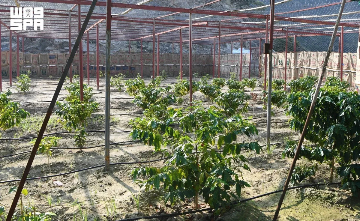 Asir's coffee production program seeks to promote the sustainable use of natural resources, strengthen rural economies and empower farmers in Saudi Arabia’s mountain governorates. (SPA)