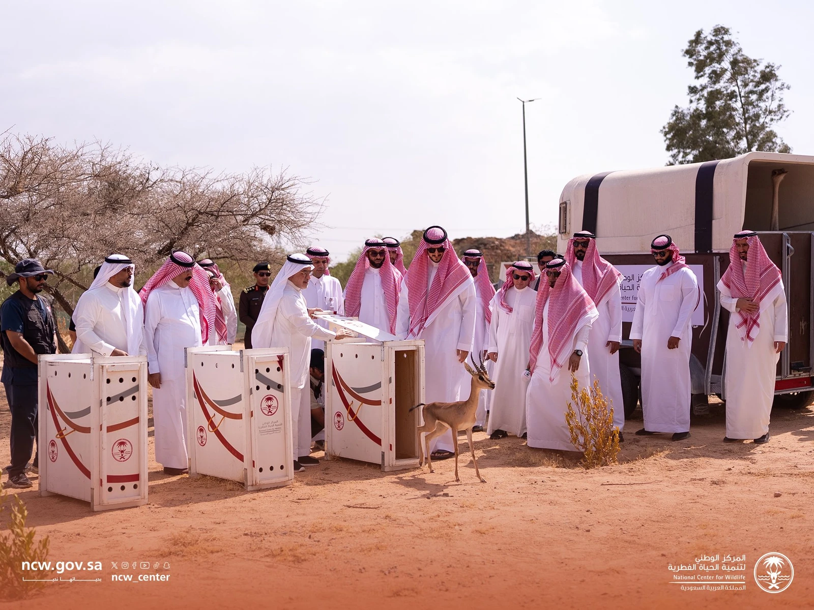 Taif governor releases endangered native wildlife into national park to boost biodiversity