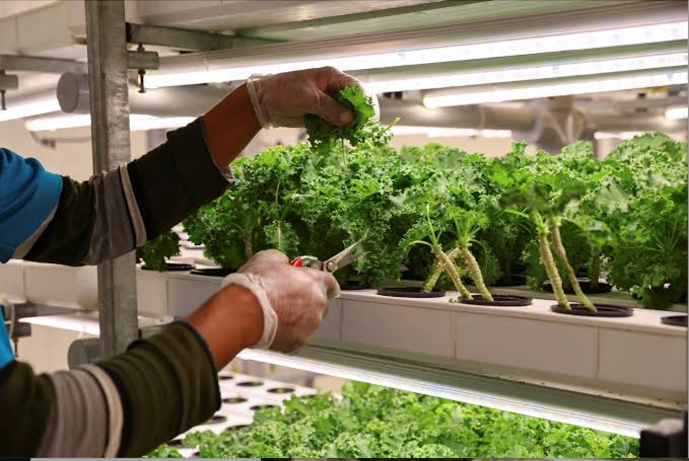 Saudi Arabia turns to in vitro technology to boost food security