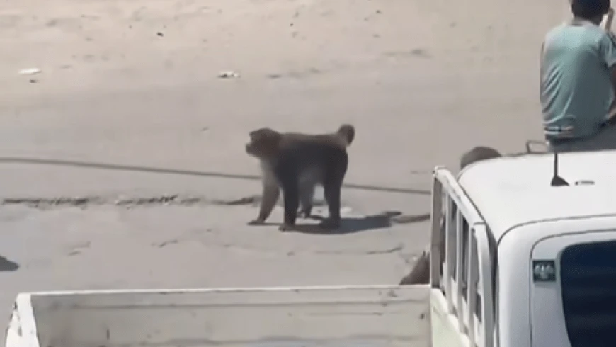 Escaped monkeys bite 3 people in Syria’s Idlib countryside