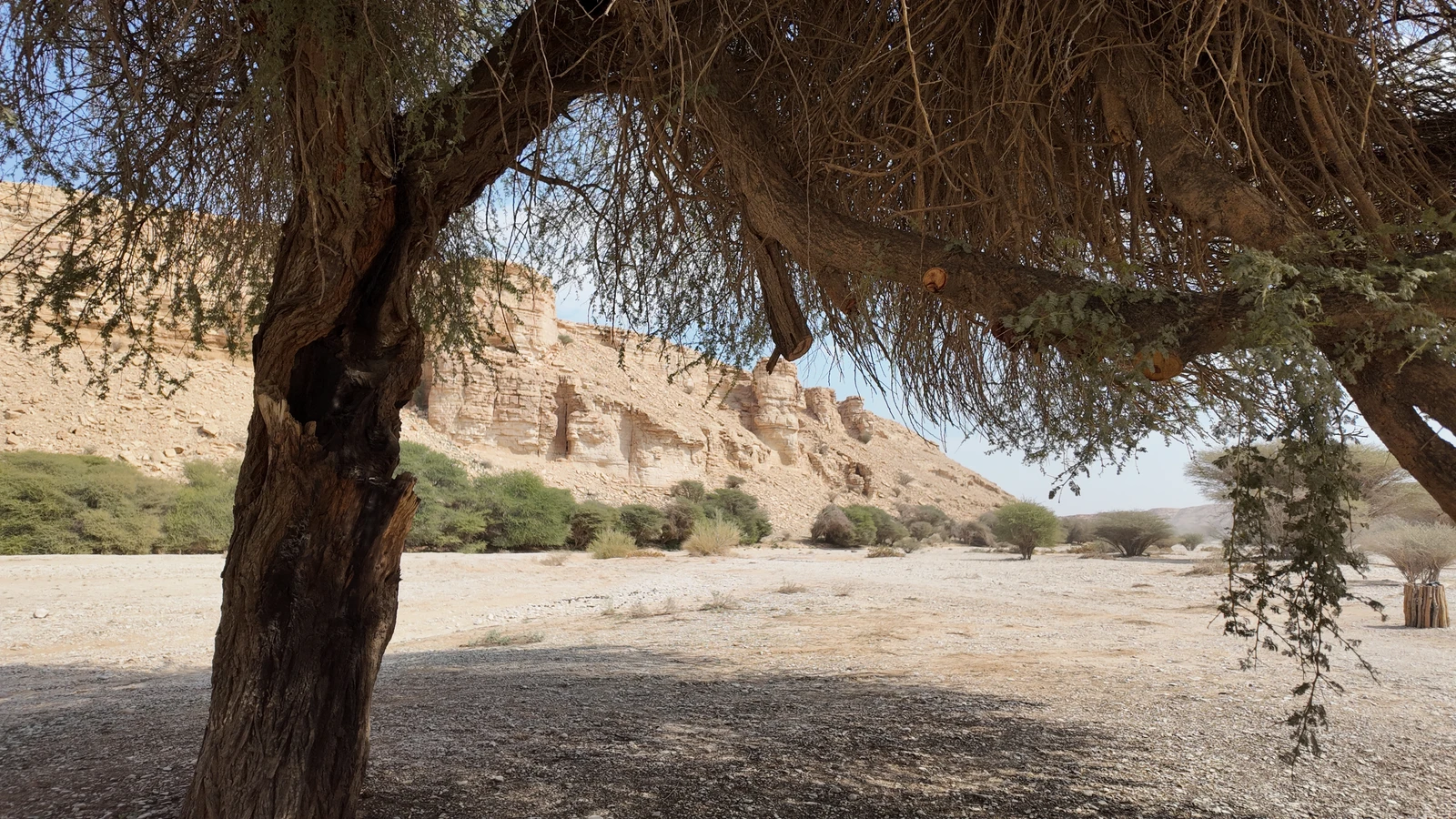 The initiative will allow businesses to help develop and protect vegetation cover while supporting the Kingdom’s environmental sustainability goals under Vision 2030.