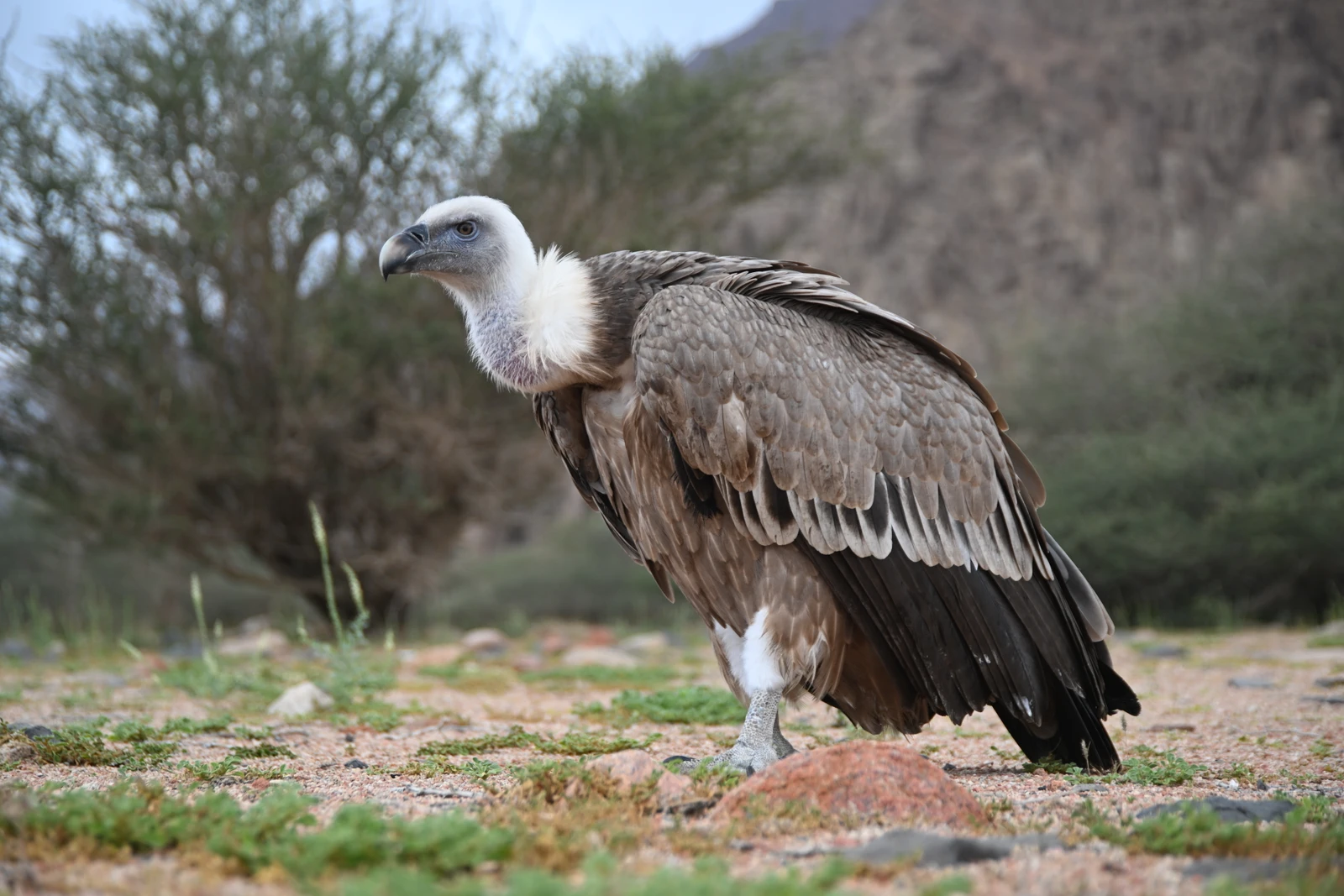 Saudi Arabia’s first national protocol for vulture feeding stations sets the rules for siting them and screening every carcass for poisons. (Supplied)
