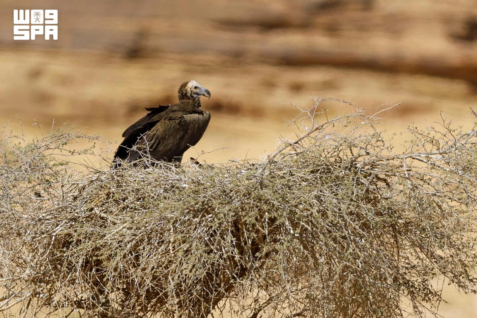 AlUla steps up efforts to protect endangered vultures