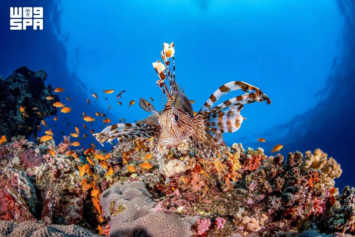 Saudi waters offer a major competitive advantage through their rich marine biodiversity. National Center for Wildlife studies have recorded more than 1,200 fish species and over 300 coral species. (SPA)