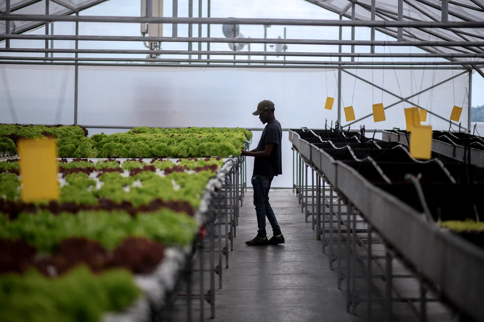 The greatest opportunities for Africa lie in what might be called sector-strong AI: specialized systems focused on solving practical problems in agriculture, healthcare, education, logistics, finance and public administration (File/AFP)