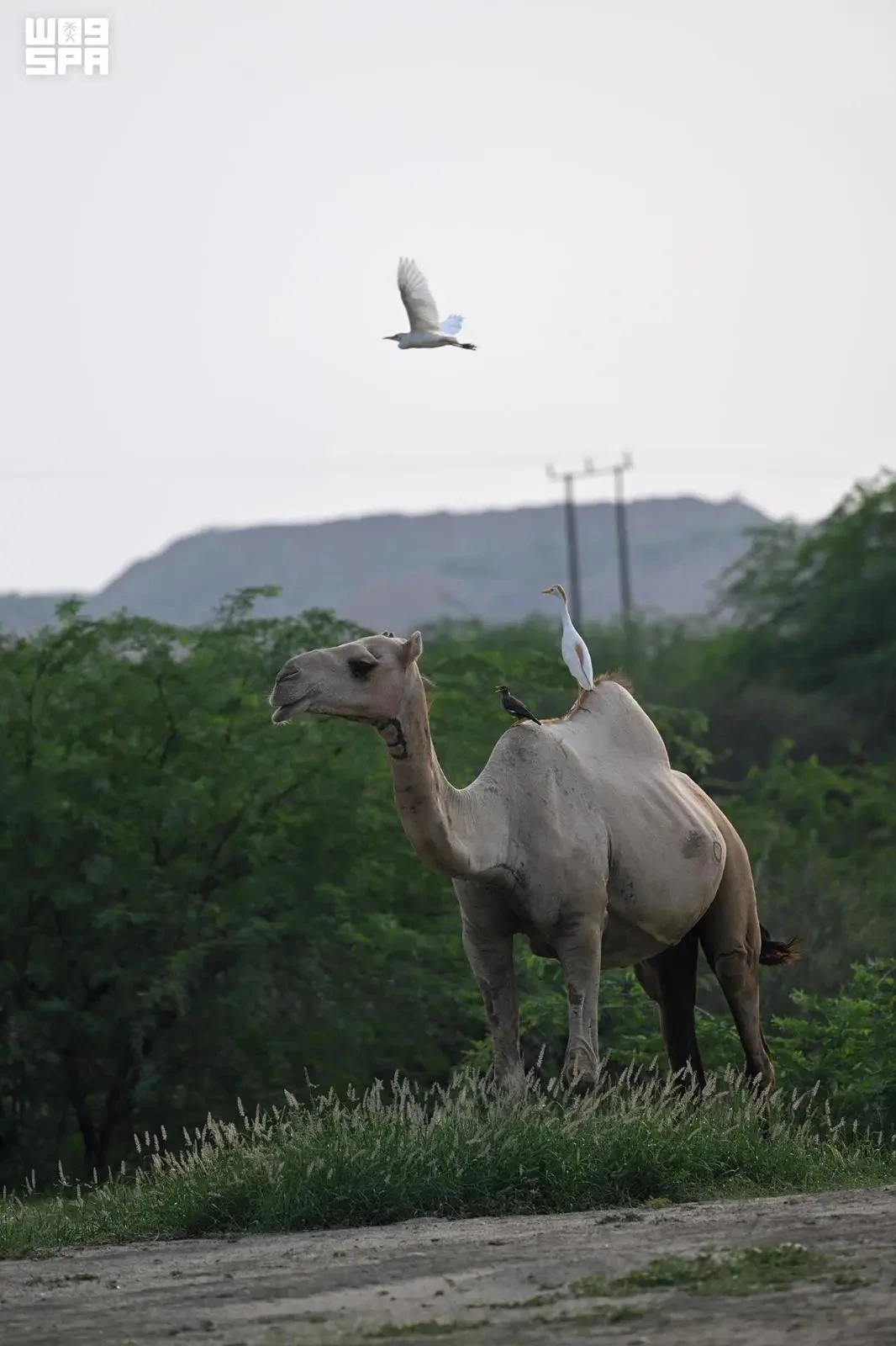 Where valleys, springs and farms shape Jazan’s rural charm