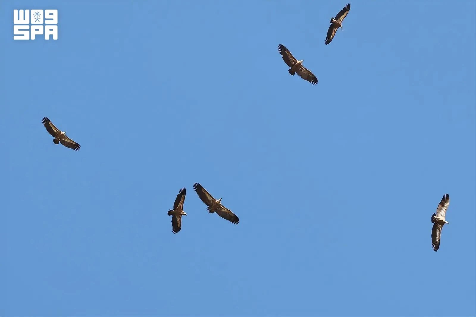 AlUla, a haven for vultures and a hub for protecting endangered species. (SPA)