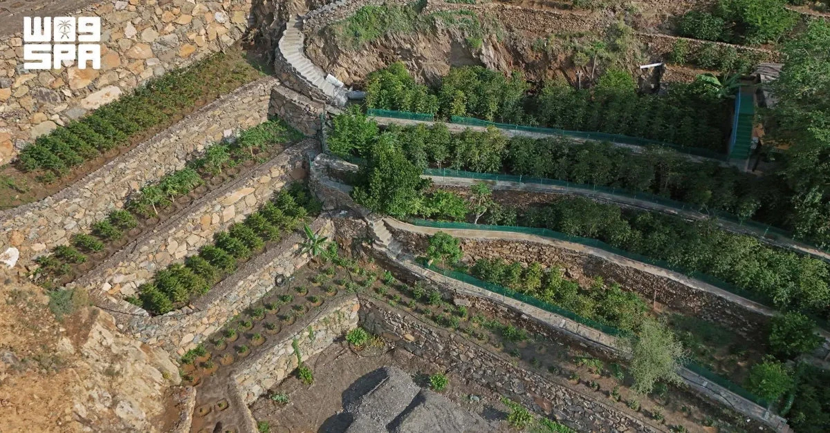 MEWA data shows Asir region has more than 243,000 productive coffee trees, producing more than 175 tons of pure coffee annually. (SPA)