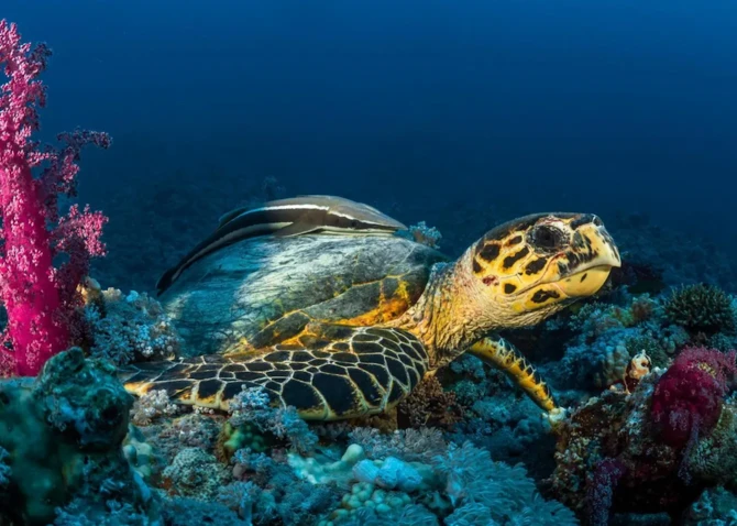 Exotic species have been visiting California’s shores since an unusually strong El Niño weather phenomenon arrived this year. (SPA/File)