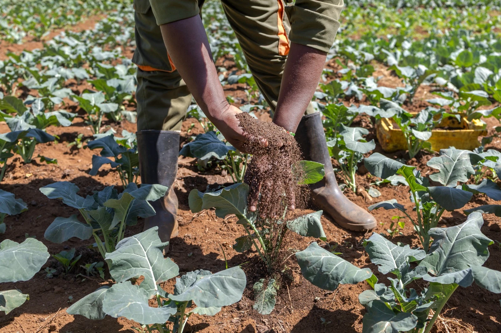 Fertilizers, an industrial input as fundamental to modern food production as seeds and water, have no strategic reserve (AFP)