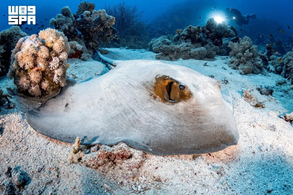 Saudi waters offer a major competitive advantage through their rich marine biodiversity. National Center for Wildlife studies have recorded more than 1,200 fish species and over 300 coral species. (SPA)