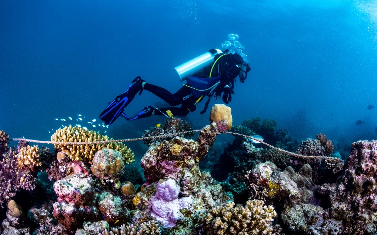 On a reef that was actively bleaching, the KAUST team found that corals treated with beneficial bacteria retained measurable signs of health that untreated corals lost. (Supplied)