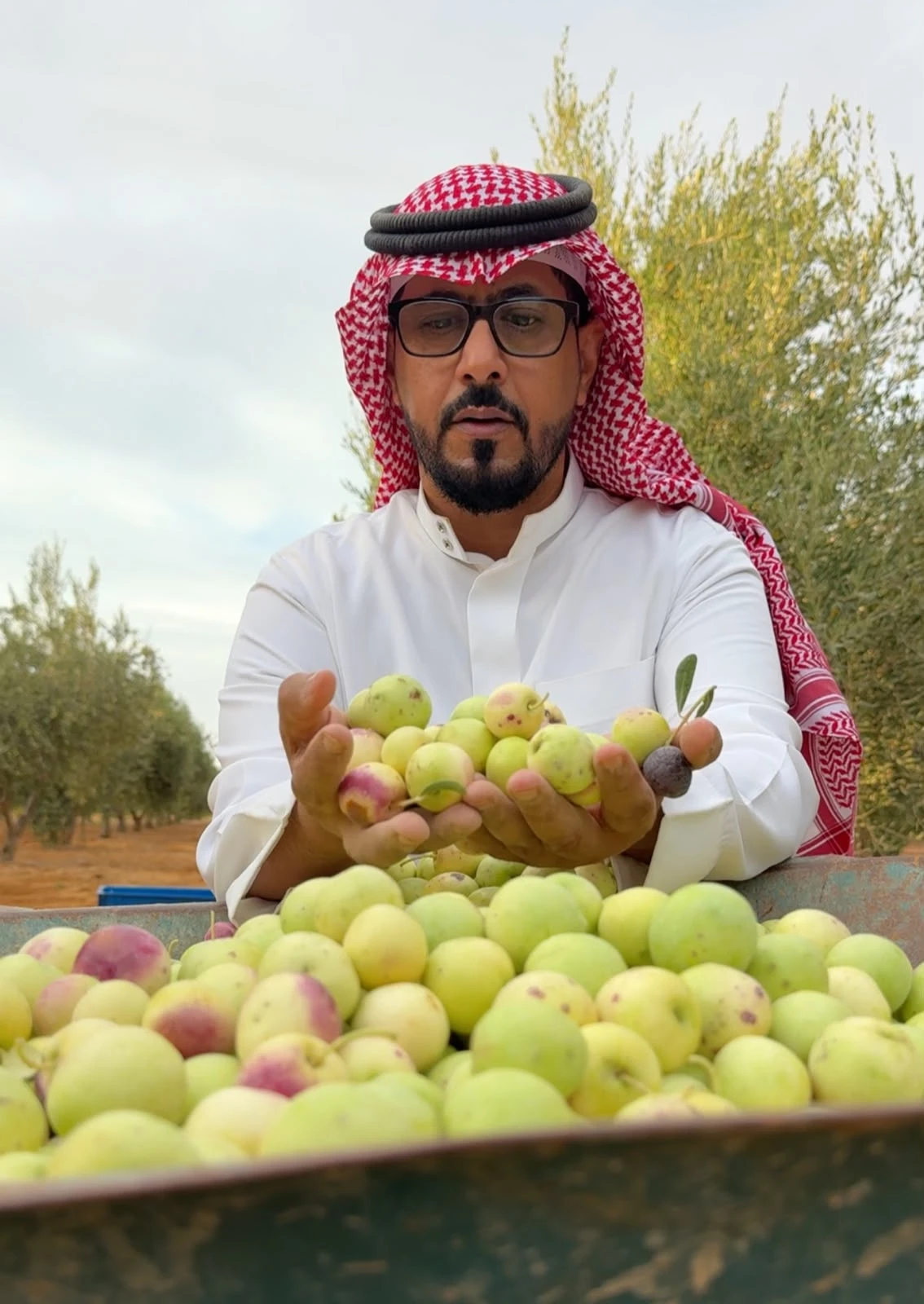 Saudi farmer Hamoud Al-Sharari produces olives as large as plums, after two decades of growing olive trees. (Supplied)