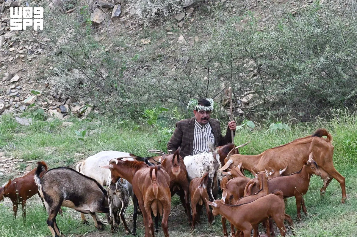 In the rocky gorges of Balghazi within Jazan’s governorate of Al-Aidabi, folk heritage advocate Mohammed Al-Ghazwani continues to practice and document the ancient oral tradition known locally as “tarwi’at al-ra’i” to guide cattle. (SPA)