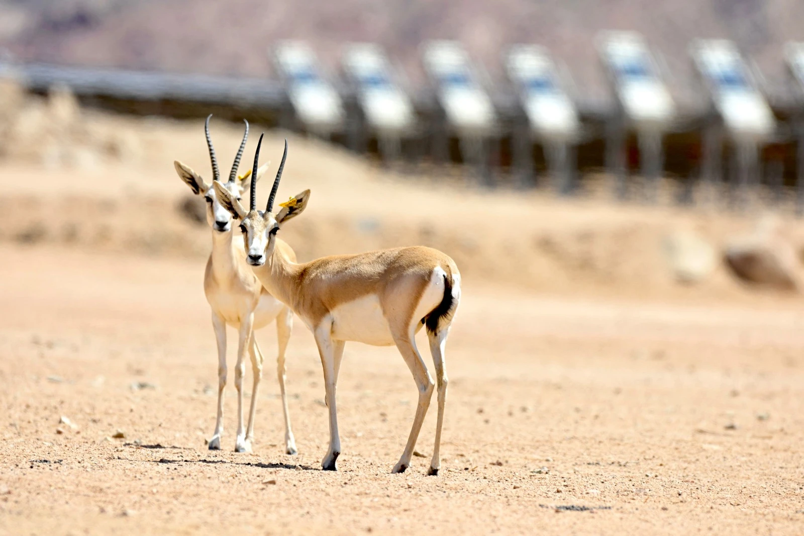 Saudi Solar Park becomes a breeding ground for yhreatened wildlife in global first