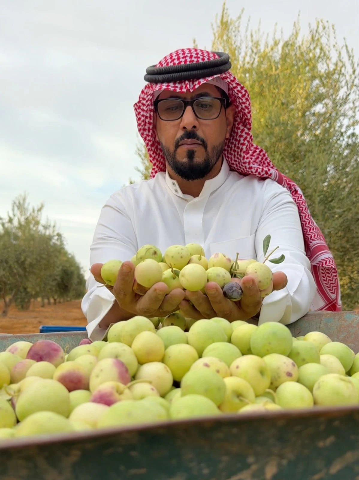 Saudi farmer Hamoud Al-Sharari produces olives as large as plums, after two decades of growing olive trees. (Supplied)