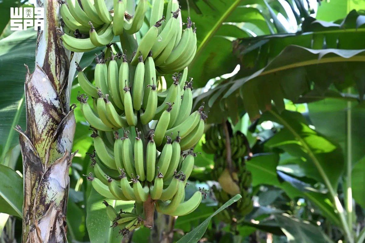 Jazan has over one million banana plants producing around 15,000 tons each year. (SPA photo)