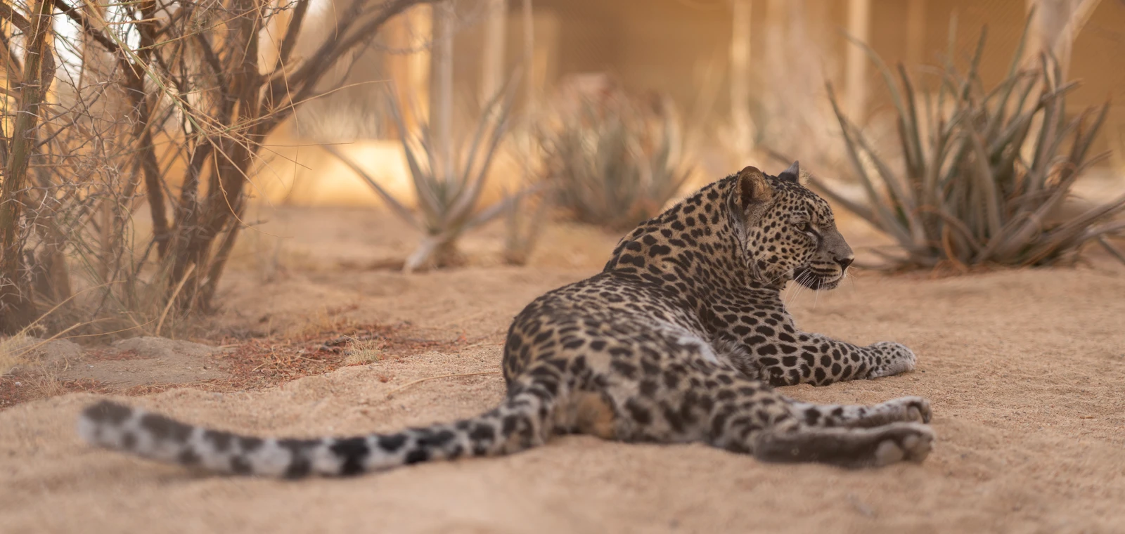 Royal Commission for AlUla, Smithsonian’s National Zoo break ground on Arabian leopard habitat in Washington