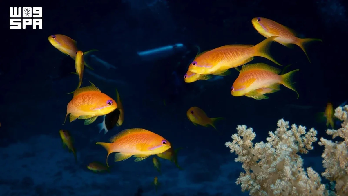 Saudi waters offer a major competitive advantage through their rich marine biodiversity. National Center for Wildlife studies have recorded more than 1,200 fish species and over 300 coral species. (SPA)