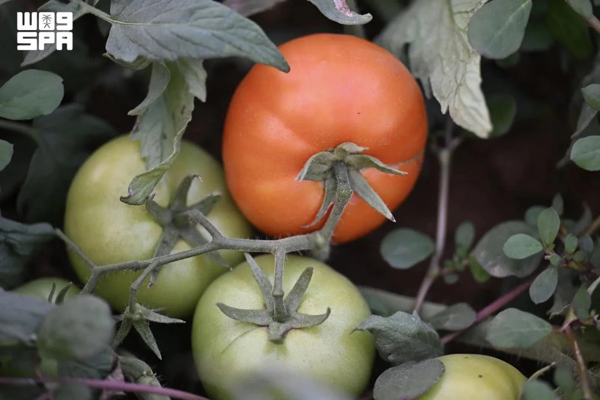 Vegetable production, including tomatoes, cucumbers, eggplants, zucchini, okra, peppers and leafy greens, continues throughout the year. (SPA photo)