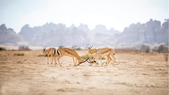 Wildlife tour