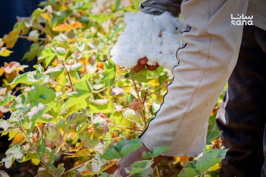 A farmer harvesting cotton crop in Syria. (SANA photo)