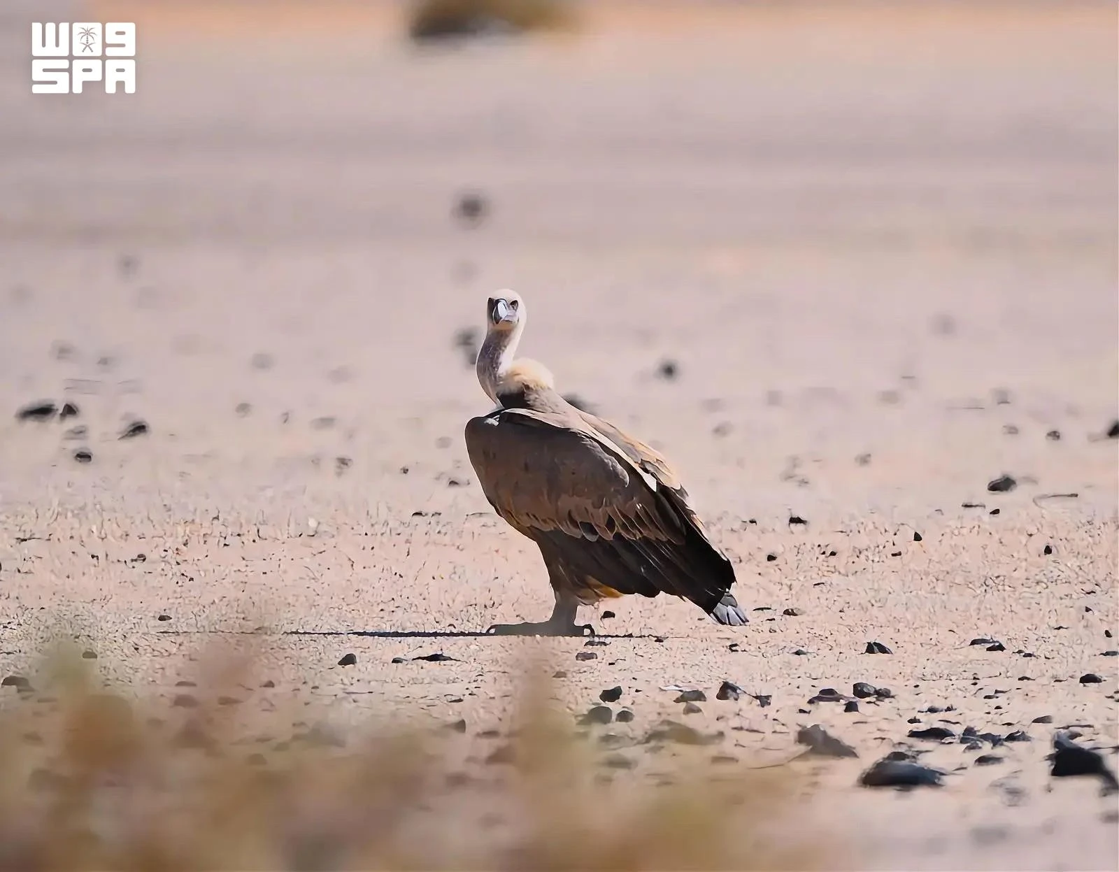 AlUla, a haven for vultures and a hub for protecting endangered species. (SPA)