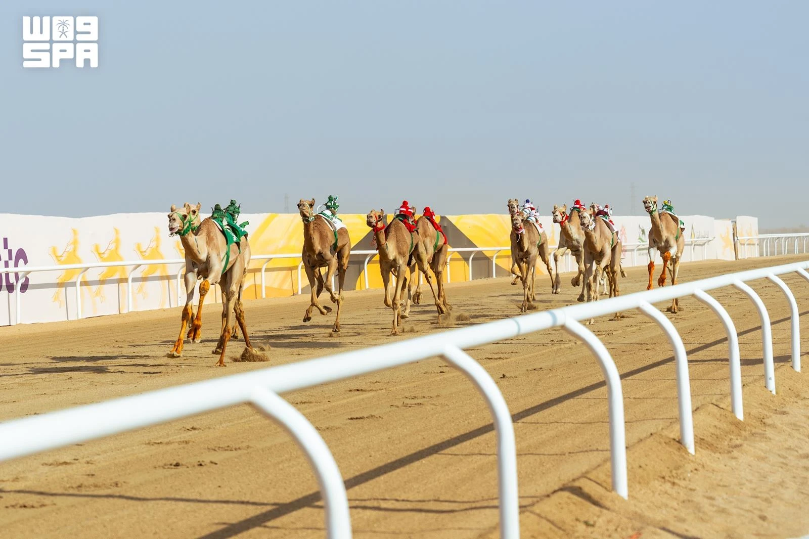 The festival’s closing program featured four championship races, with 35 camels entered in the first round, 13 in the second, 46 in the third, and 20 in the fourth.