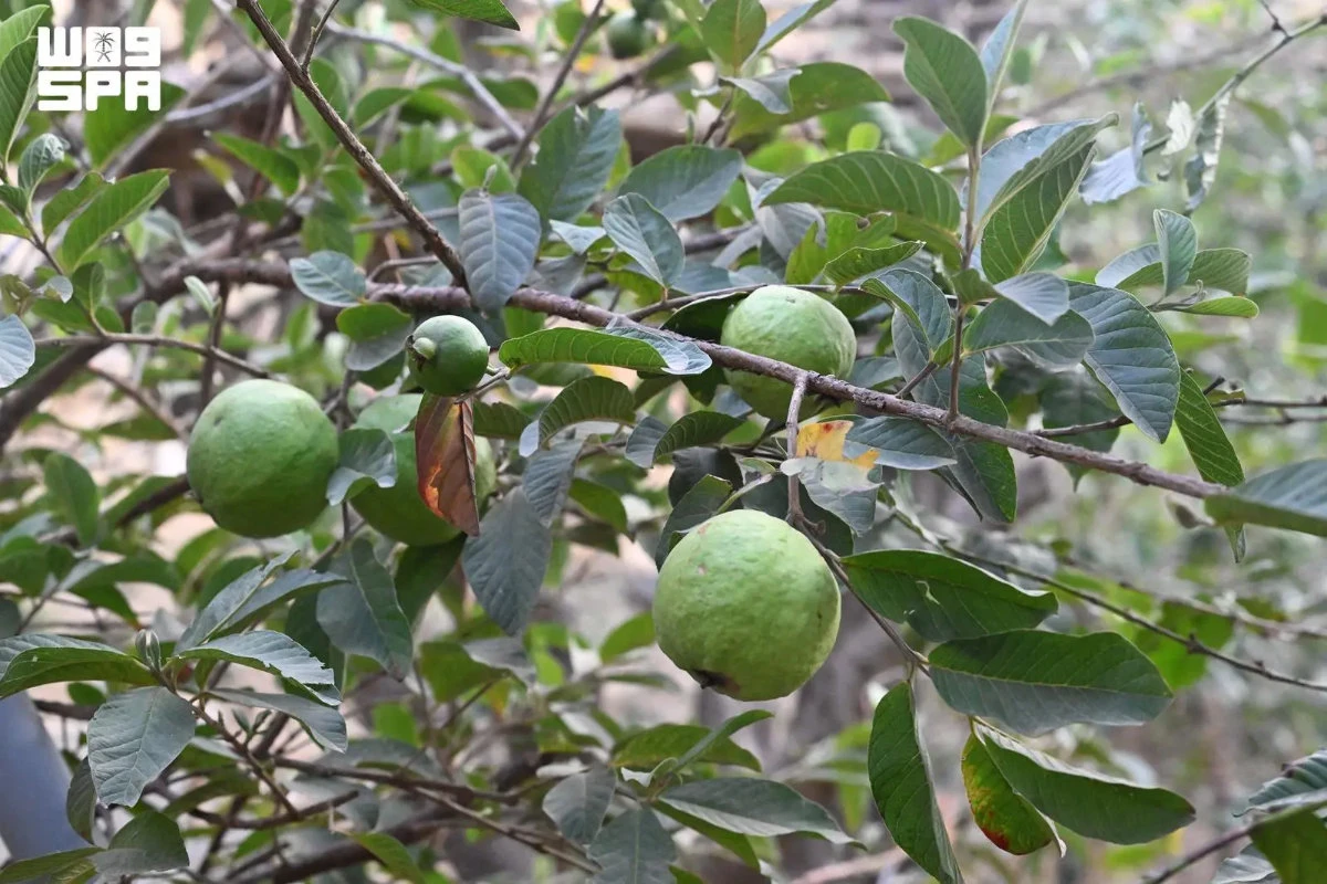 The region also has 6,000 guava trees yielding 60 tons annually. (SPA photo)