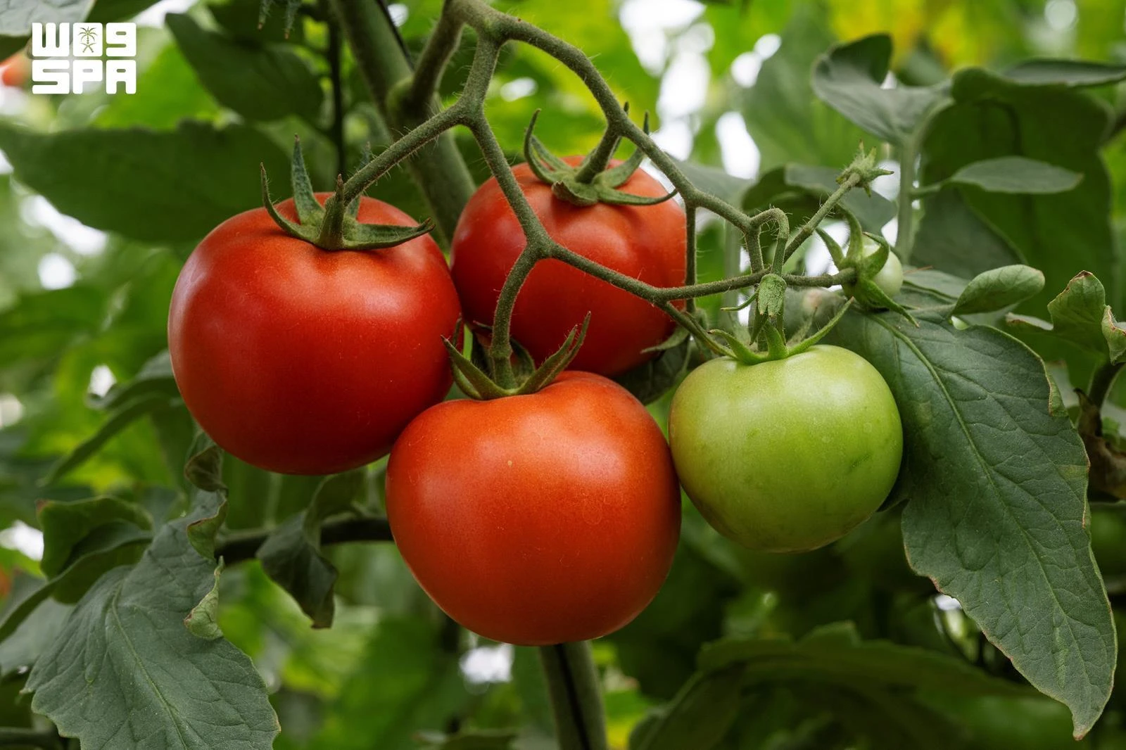 Najran region expands organic farming sector