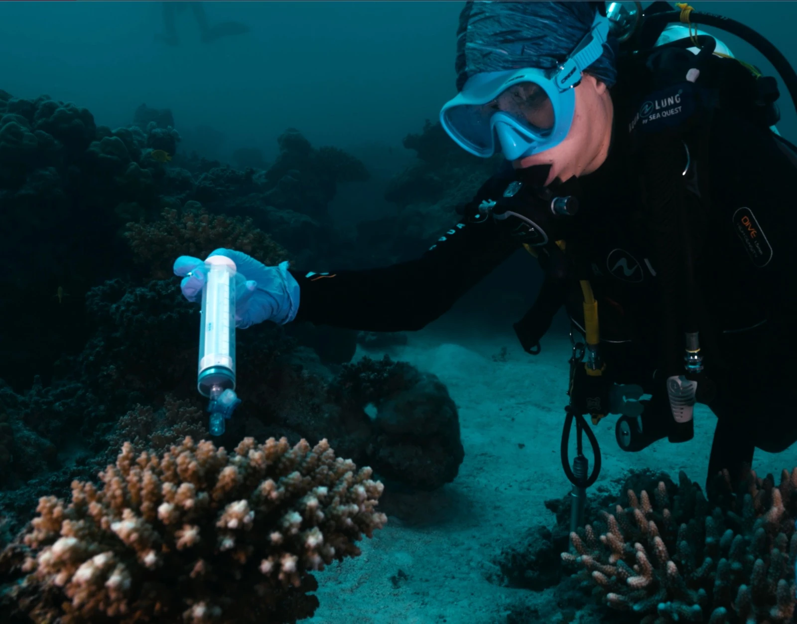 On a reef that was actively bleaching, the KAUST team found that corals treated with beneficial bacteria retained measurable signs of health that untreated corals lost. (Supplied)