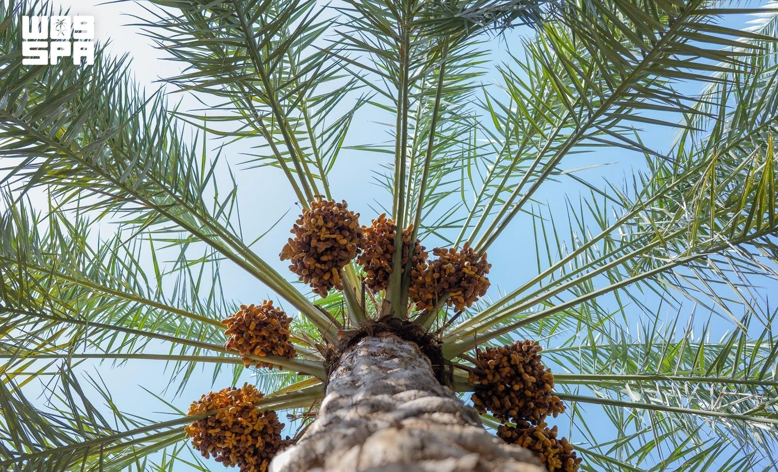Saudi dates are now exported to more than 125 countries worldwide, reflecting growing demand and the sector’s continued growth.