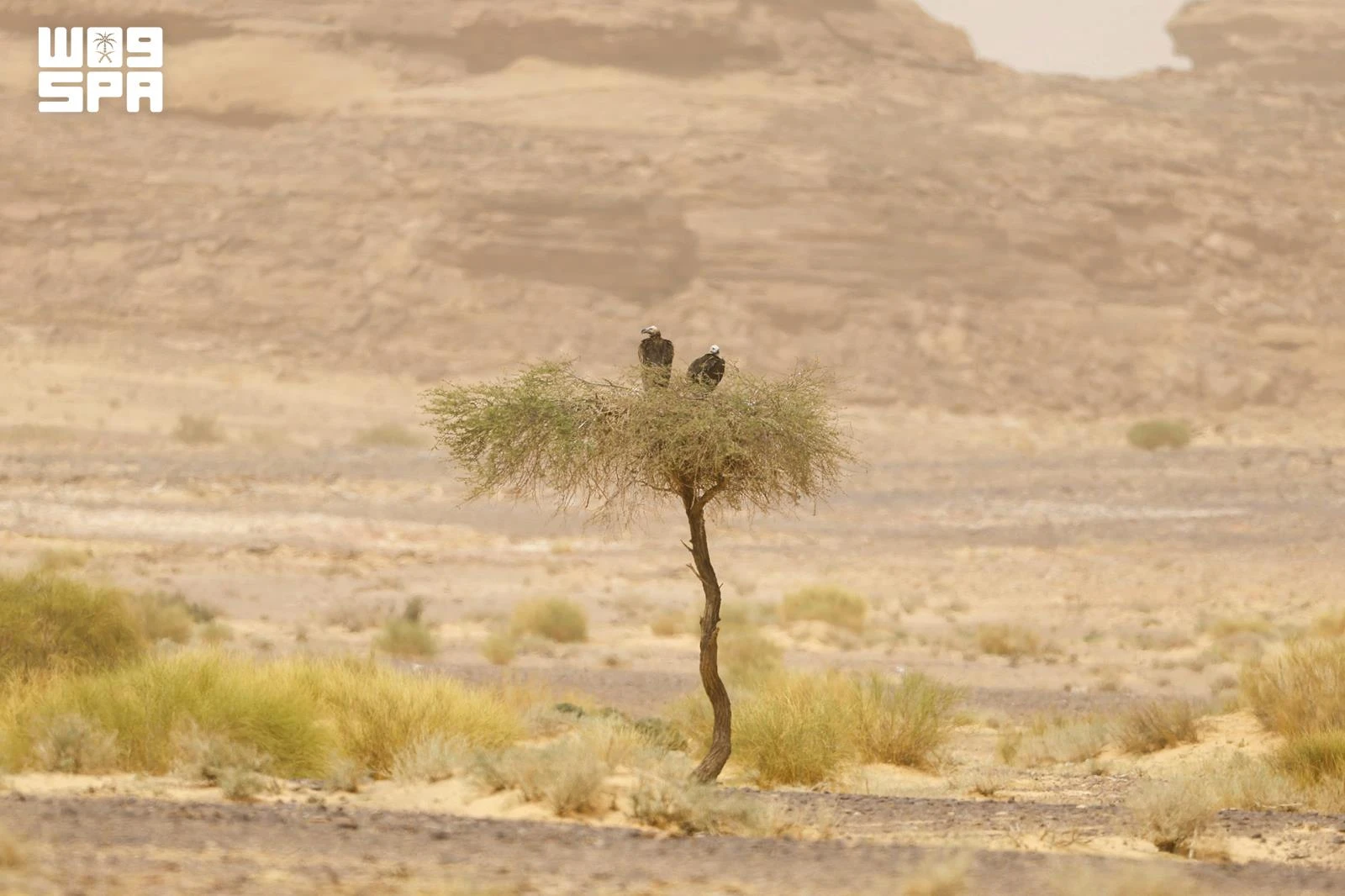 AlUla, a haven for vultures and a hub for protecting endangered species. (SPA)