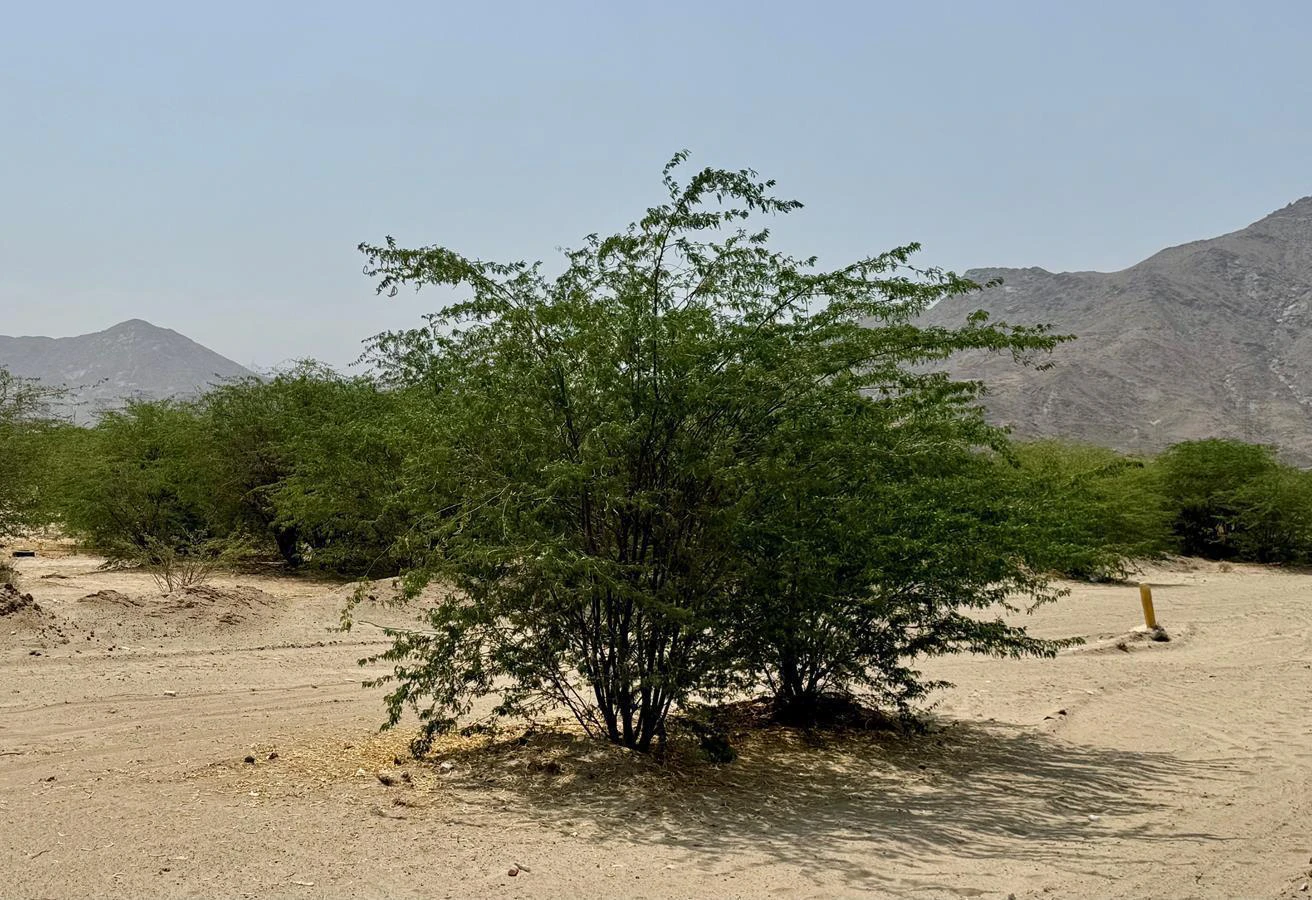 26 Saudi national parks added to global protected areas database