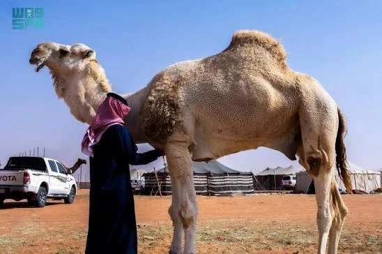 The rules applies to individuals and entities involved in camel trading, with regards to Civil Transactions Law and other relevant legislation. (SPA)